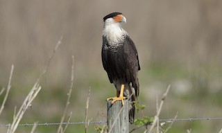  - Crested Caracara (Northern)