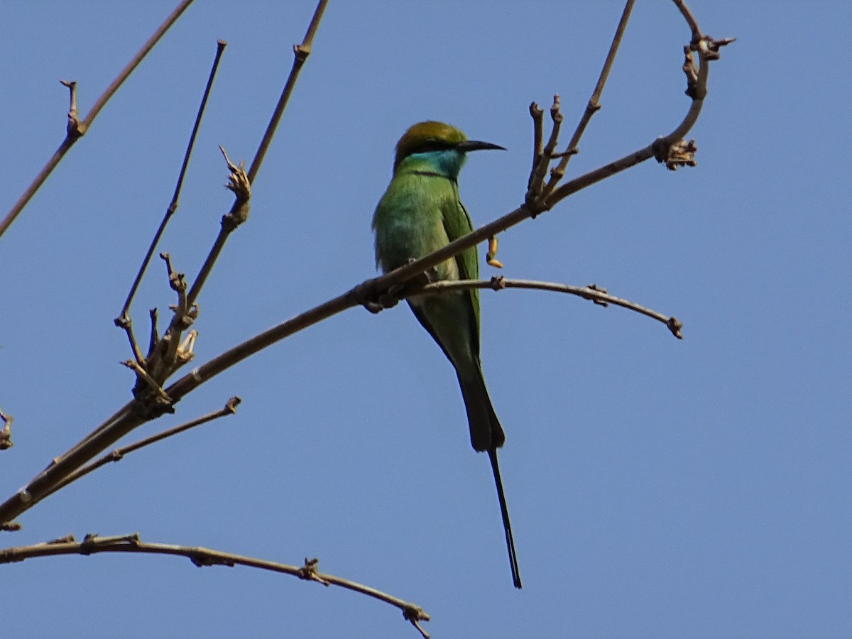 Asian Green Bee-eater - ML273008231