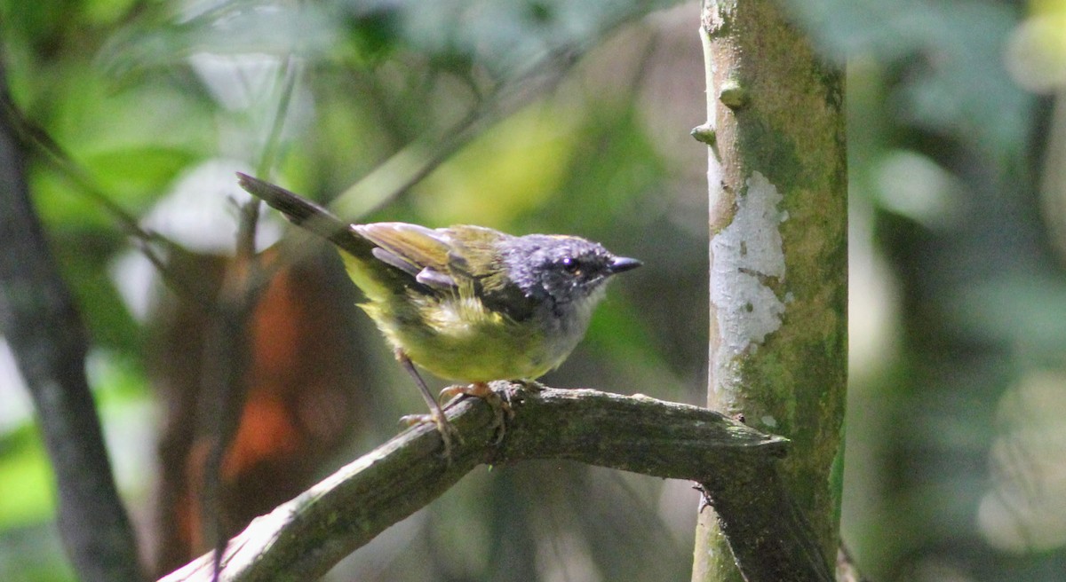 Gray-throated Warbler - ML273011541