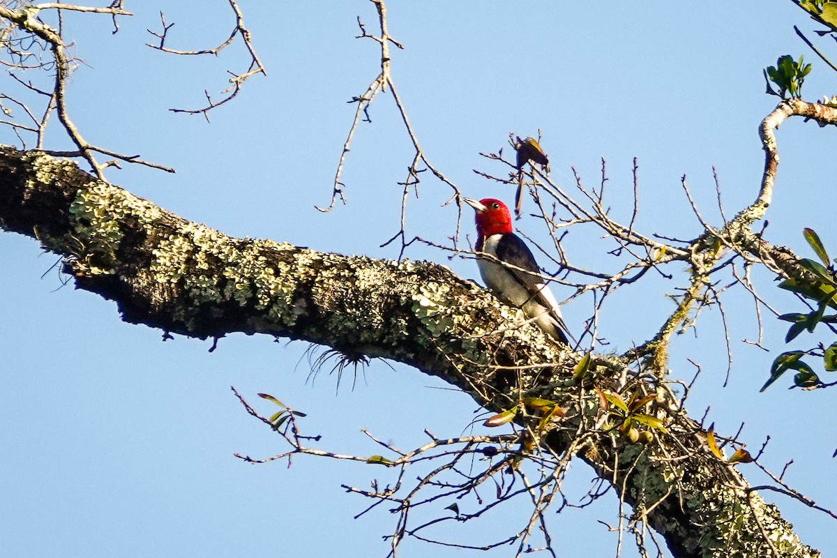 Red-headed Woodpecker - David Scitney