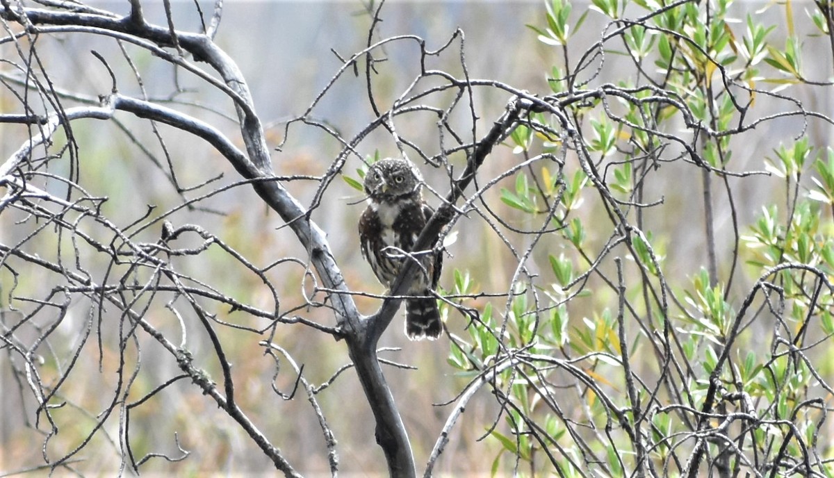 Yungas Pygmy-Owl - ML273013271