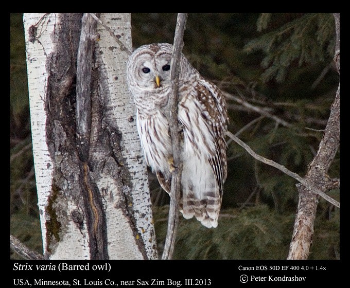 Barred Owl - ML27301471