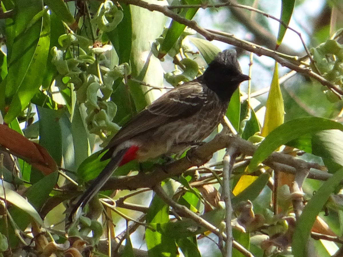 Red-vented Bulbul - ML273015111