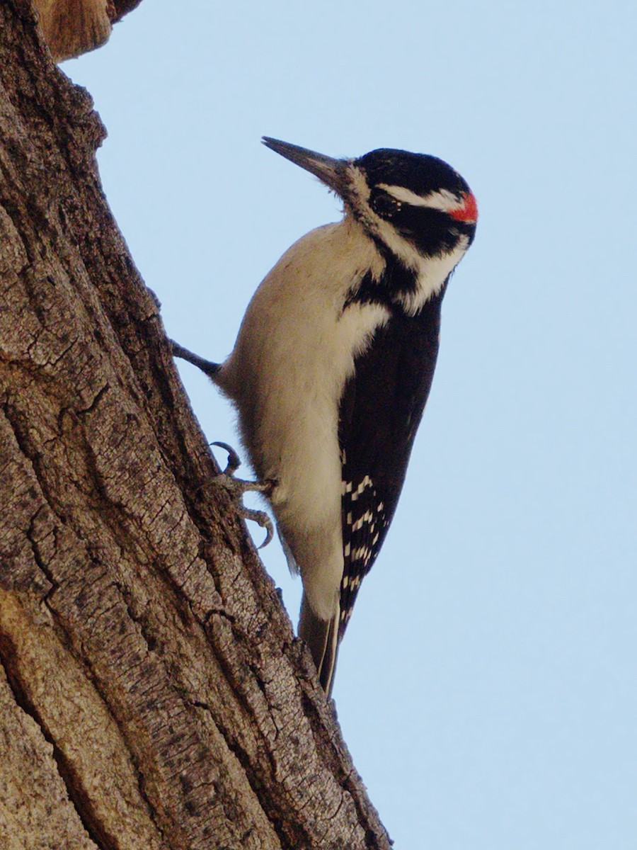 Hairy Woodpecker - ML273016421
