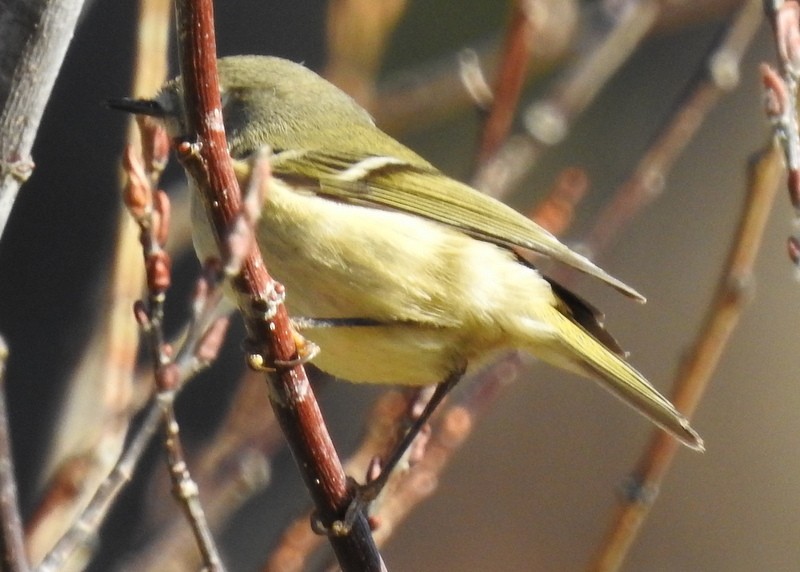 Ruby-crowned Kinglet - Andy Frank