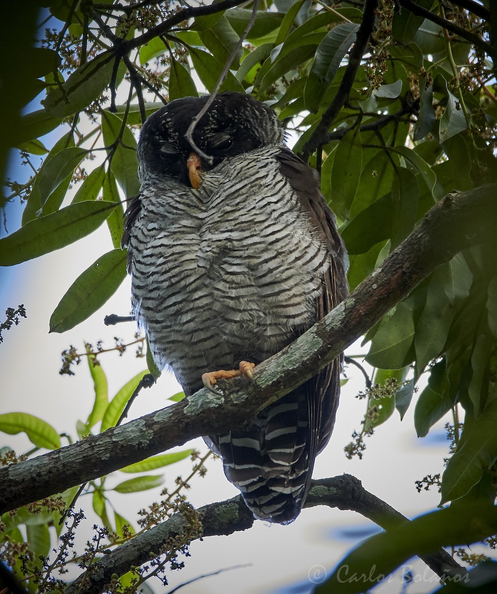 Black-and-white Owl - Carlos  Bolaños