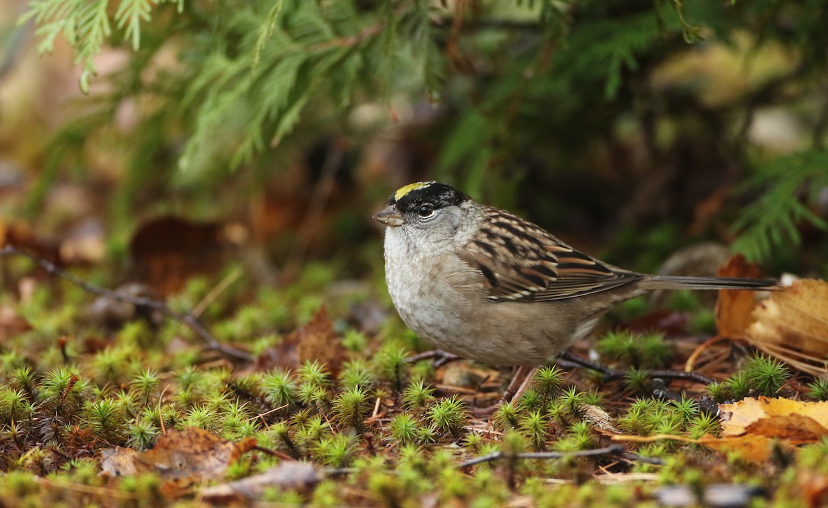 Golden-crowned Sparrow - ML273020551