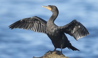  - Double-crested Cormorant
