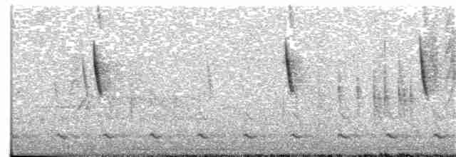 Chevêchette australe - ML273021441