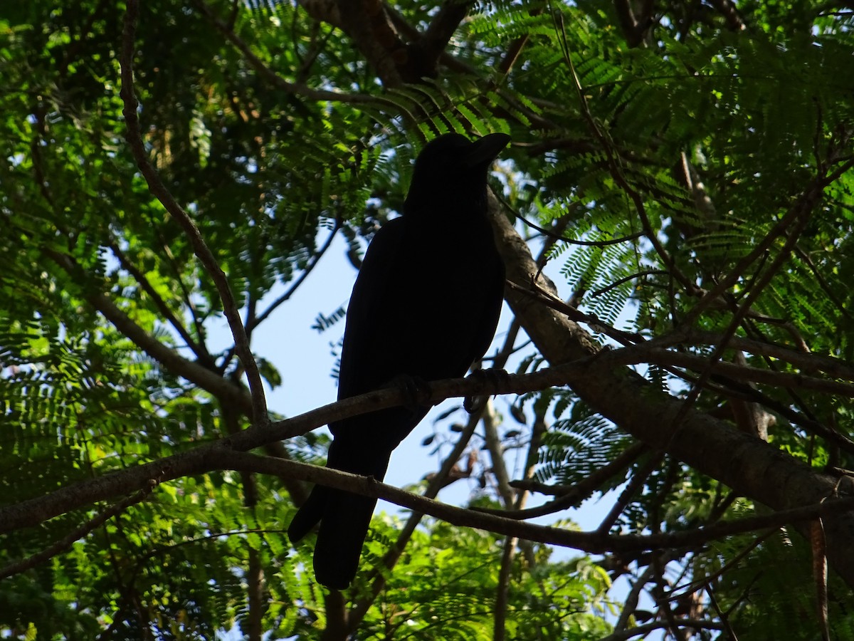 Large-billed Crow (Indian Jungle) - ML273021531