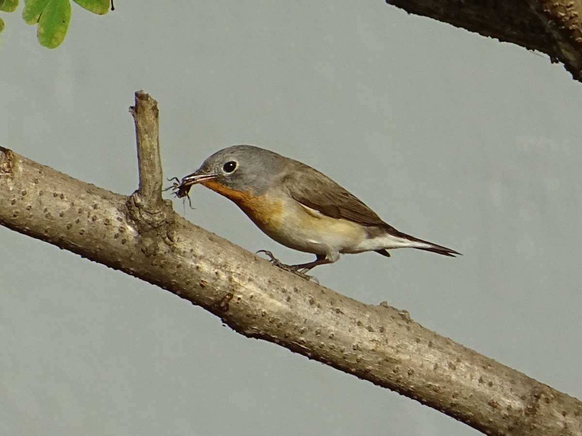 Red-breasted Flycatcher - ML273021661