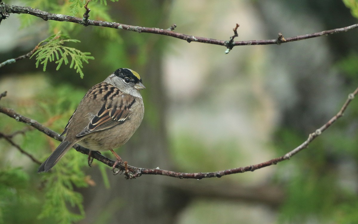 Golden-crowned Sparrow - ML273022241