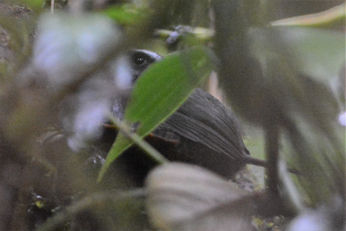 Silvery-fronted Tapaculo - ML27302441