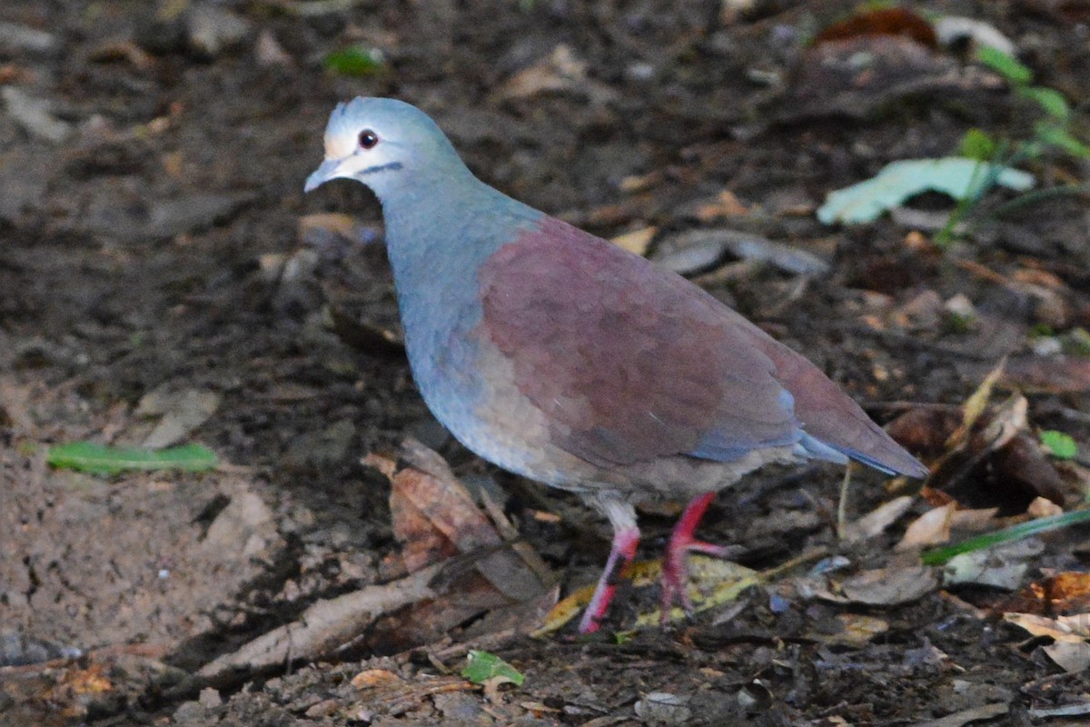 Buff-fronted Quail-Dove - ML27302451