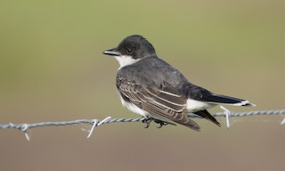  - Eastern Kingbird