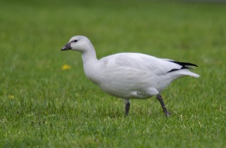 Ross's Goose, ML273024951