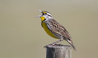  - Eastern Meadowlark