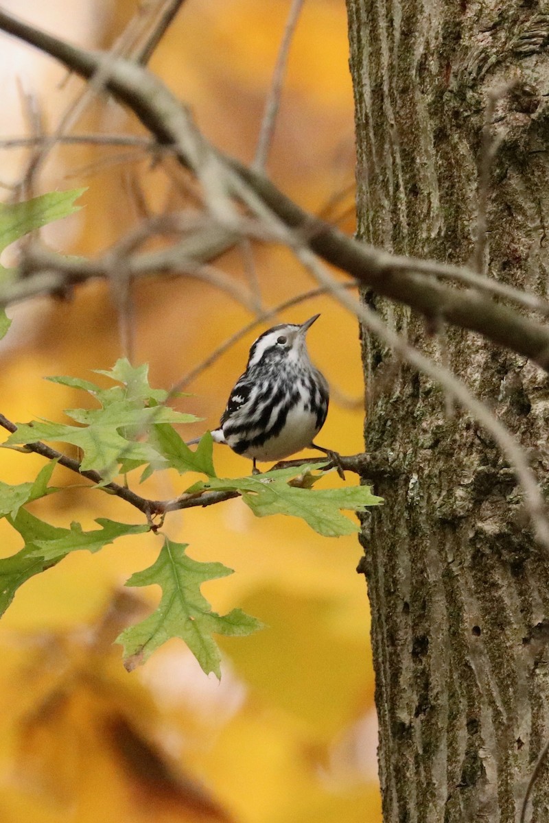 Black-and-white Warbler - ML273031051