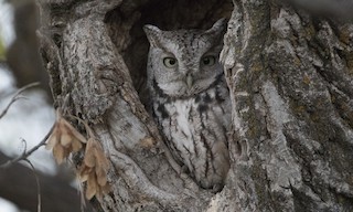  - Eastern Screech-Owl