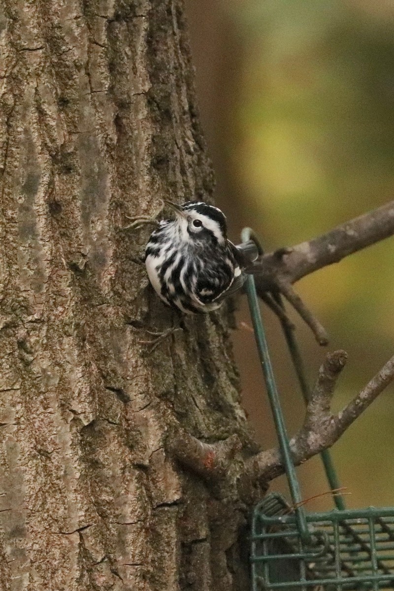 Black-and-white Warbler - ML273031181