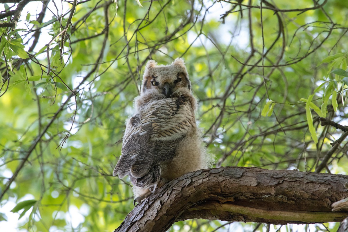 Great Horned Owl - Anne Olsen