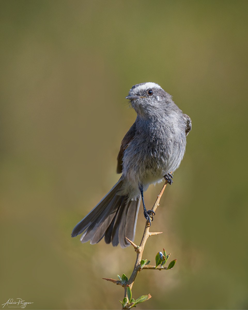 White-browed Chat-Tyrant - ML273032771