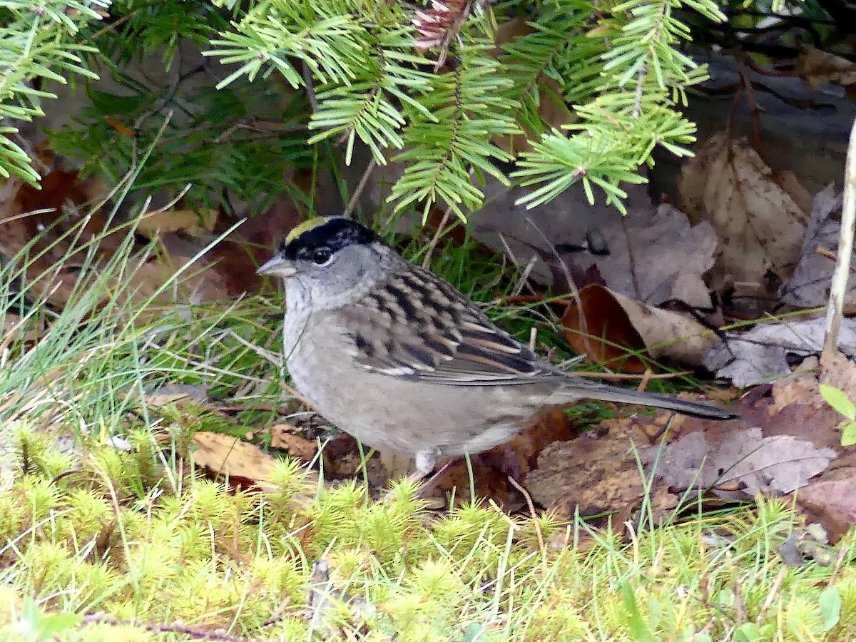 Golden-crowned Sparrow - ML273032971