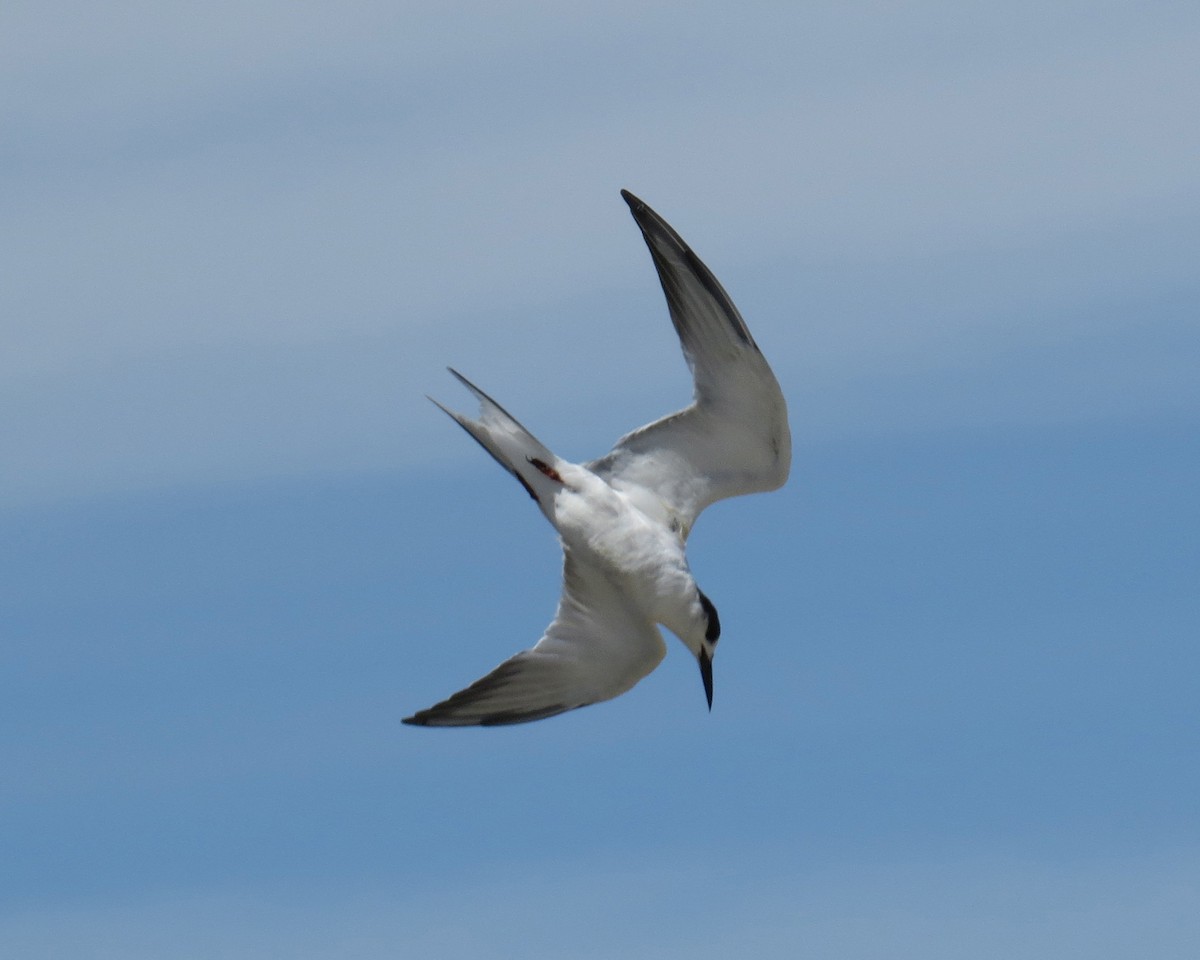 Common Tern - Alan Kneidel