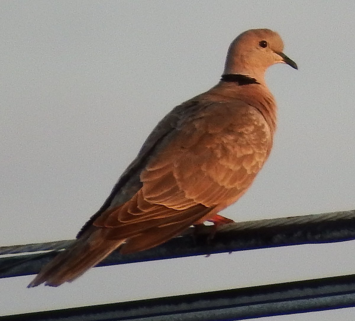 Eurasian Collared-Dove - ML27303351