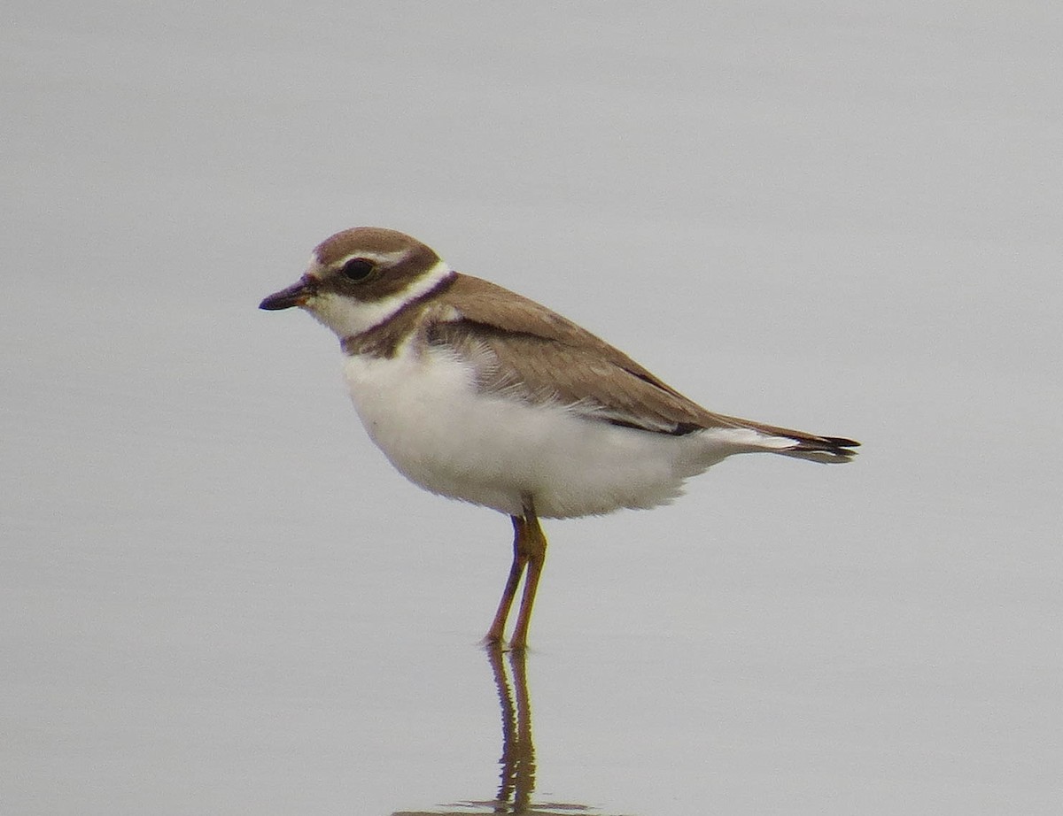 Semipalmated Plover - Lys Souza