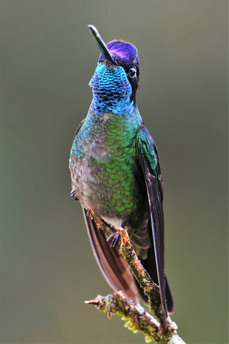 Костариканский колибри-герцог - ML27303421
