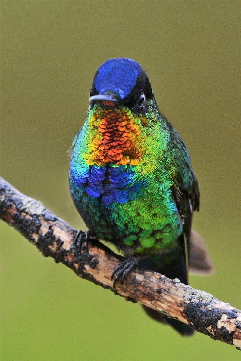 Fiery-throated Hummingbird - David Hollie