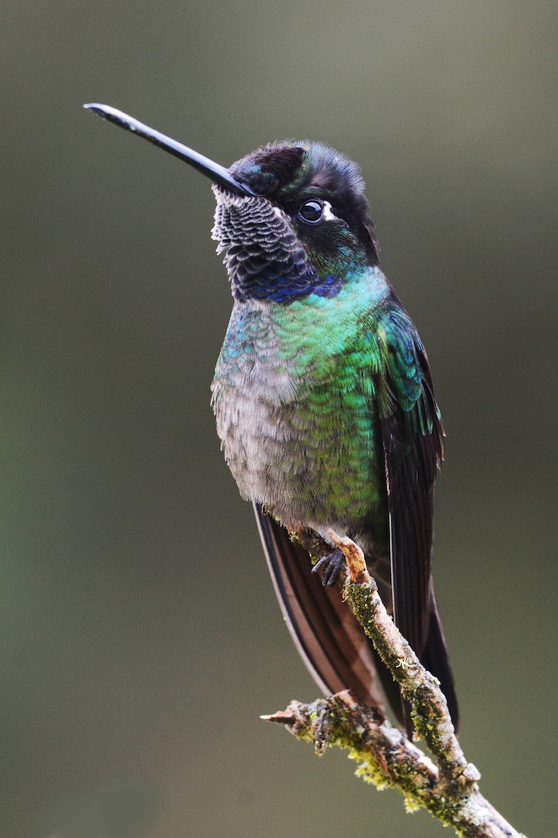 Talamanca Hummingbird - ML27303571