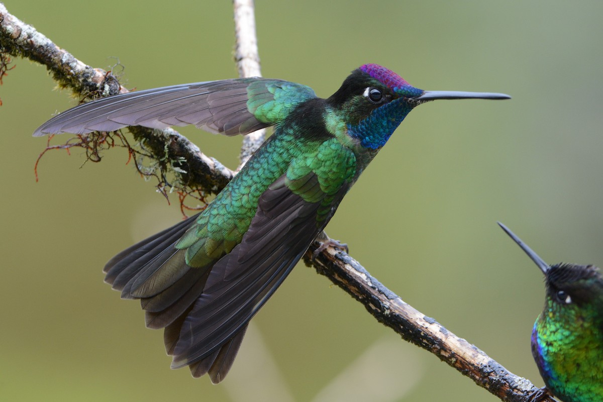 Talamanca Hummingbird - David Hollie