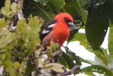 White-winged Tanager - ML27303981