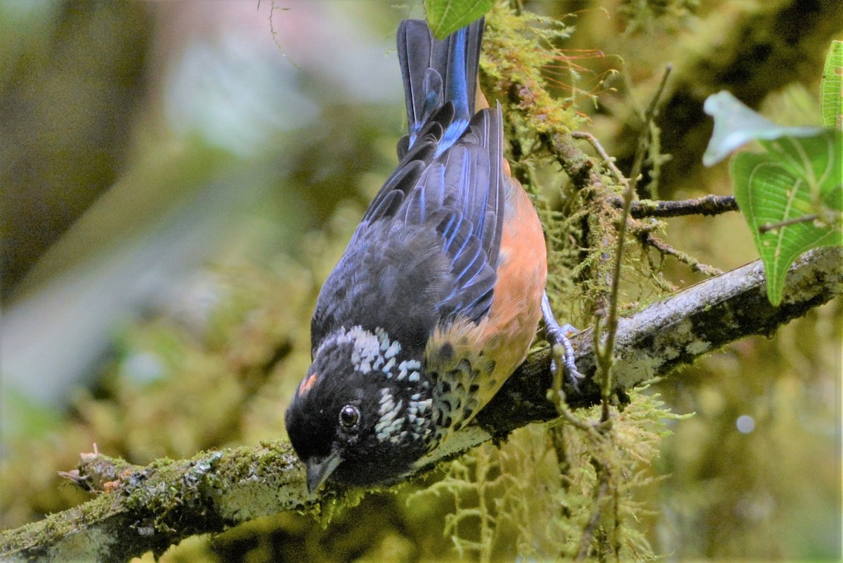 Spangle-cheeked Tanager - ML27304021