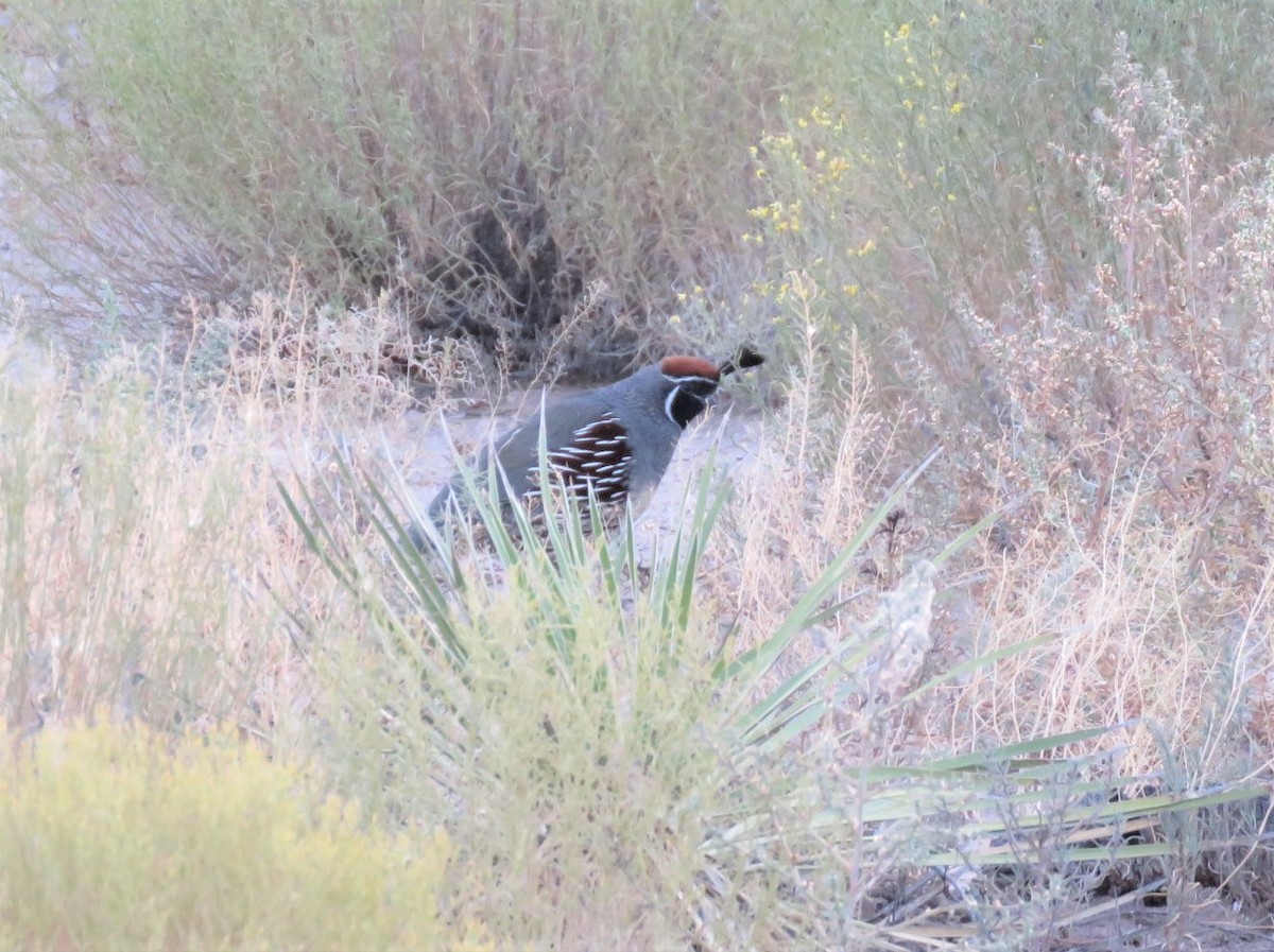 eBird Checklist - 16 Oct 2020 - Rodeo--Little Bird Trail - 11 species