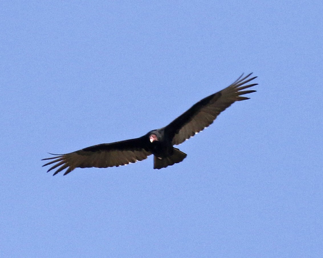Turkey Vulture - George Nothhelfer