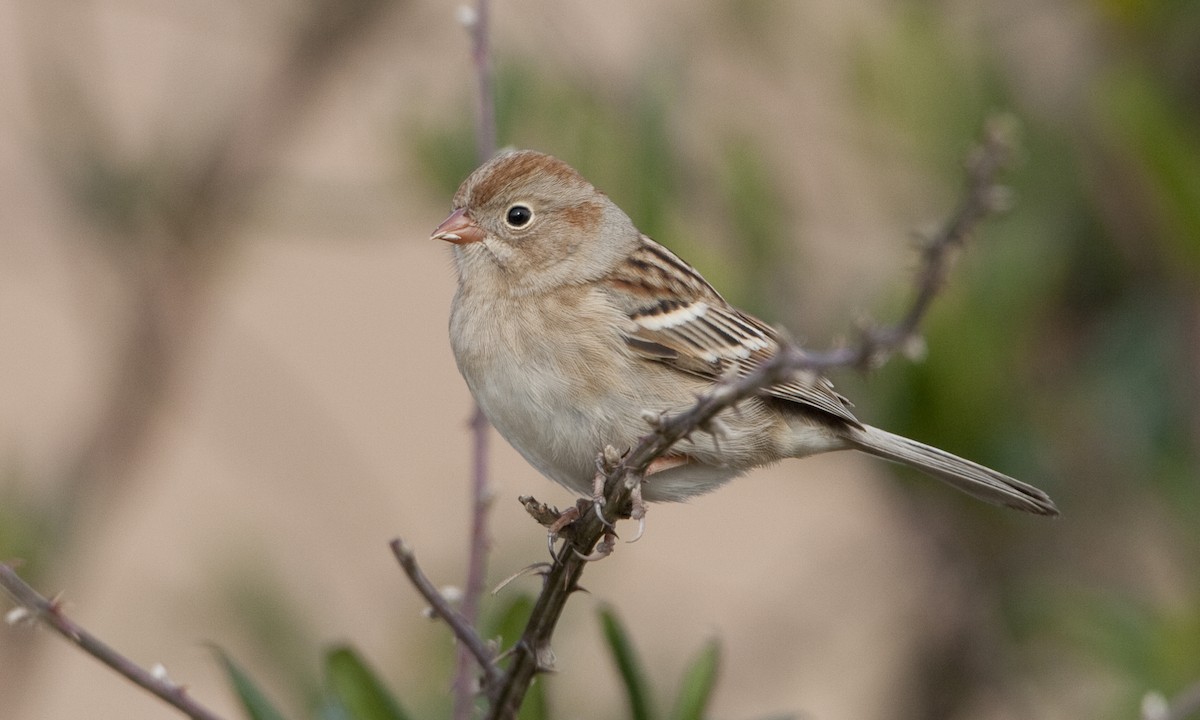 Field Sparrow - Brian Sullivan