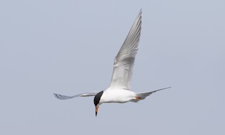  - Forster's Tern