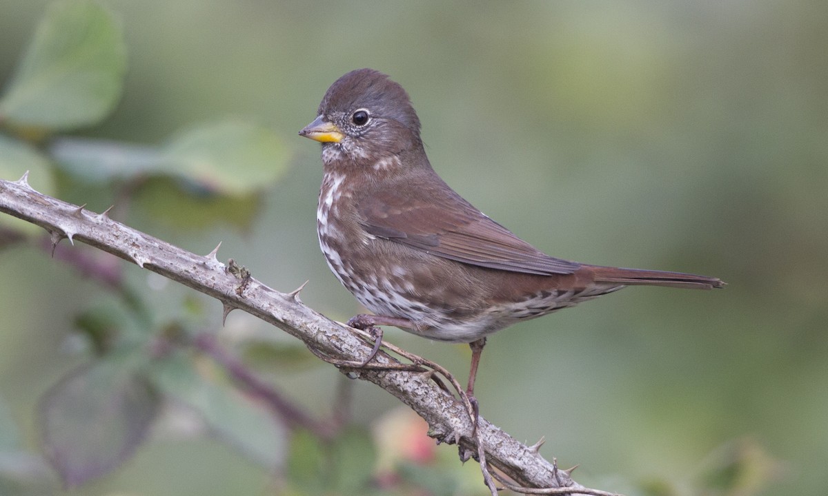 Fox Sparrow (Sooty) - ML27304781