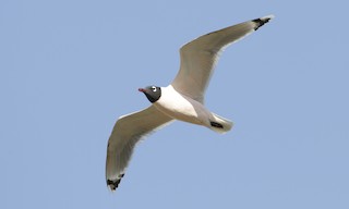  - Franklin's Gull