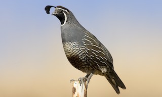  - California Quail