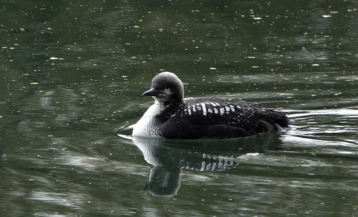 Pacific Loon - Duncan Evered