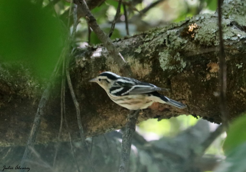 Black-and-white Warbler - ML273059851