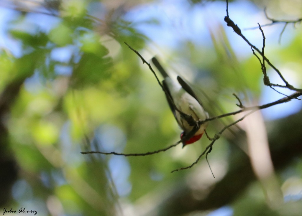 Red-faced Warbler - ML273060181