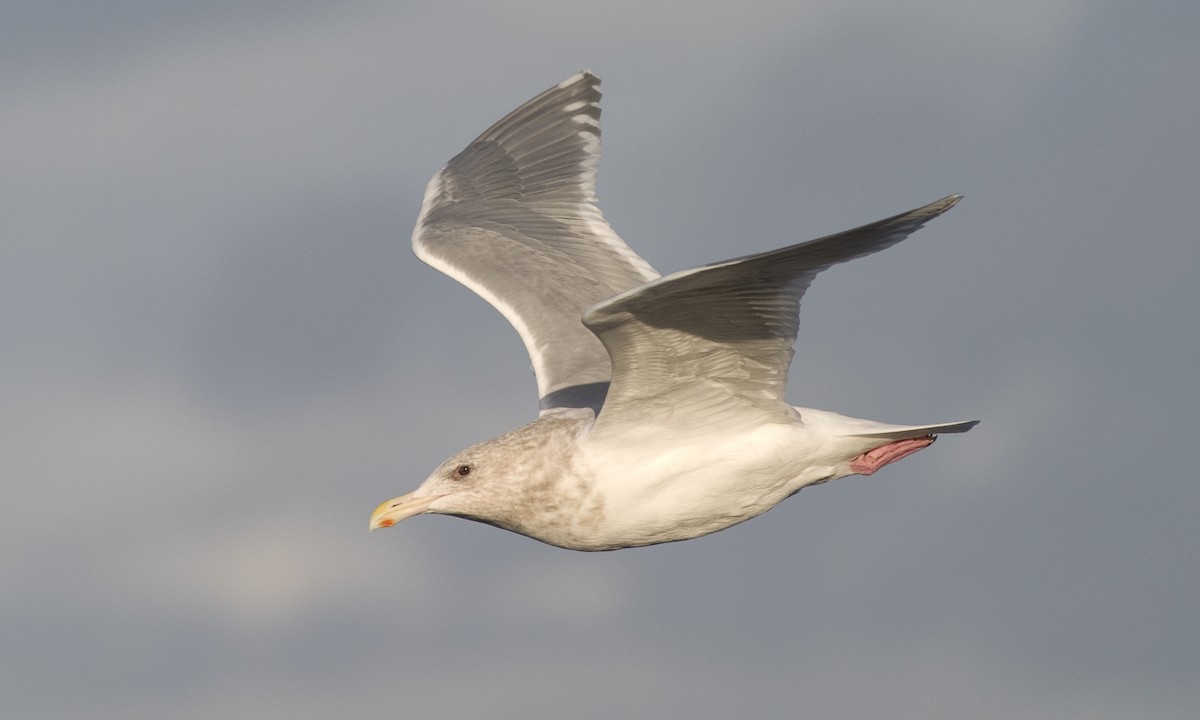 Glaucous-winged Gull - Larus glaucescens - Birds of the World