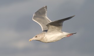  - Glaucous-winged Gull