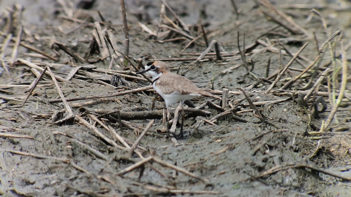 Collared Plover - ML273063561