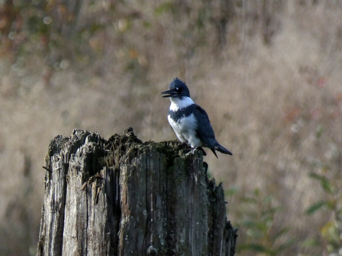 Belted Kingfisher - Anne Buckley